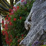 Hortus * Neum