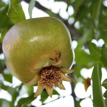 Hortus Neum