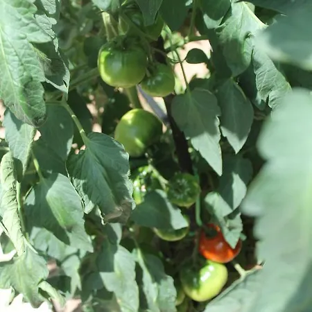 Apartmán Hortus *